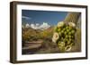 USA, Arizona, Saguaro NP. Close-up of Saguaro Cactus Blossoms-Cathy & Gordon Illg-Framed Photographic Print