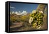 USA, Arizona, Saguaro NP. Close-up of Saguaro Cactus Blossoms-Cathy & Gordon Illg-Framed Stretched Canvas