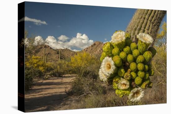USA, Arizona, Saguaro NP. Close-up of Saguaro Cactus Blossoms-Cathy & Gordon Illg-Stretched Canvas