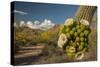 USA, Arizona, Saguaro NP. Close-up of Saguaro Cactus Blossoms-Cathy & Gordon Illg-Stretched Canvas