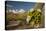 USA, Arizona, Saguaro NP. Close-up of Saguaro Cactus Blossoms-Cathy & Gordon Illg-Stretched Canvas