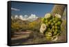 USA, Arizona, Saguaro NP. Close-up of Saguaro Cactus Blossoms-Cathy & Gordon Illg-Framed Stretched Canvas