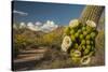 USA, Arizona, Saguaro NP. Close-up of Saguaro Cactus Blossoms-Cathy & Gordon Illg-Stretched Canvas