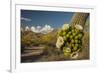 USA, Arizona, Saguaro NP. Close-up of Saguaro Cactus Blossoms-Cathy & Gordon Illg-Framed Photographic Print