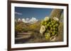 USA, Arizona, Saguaro NP. Close-up of Saguaro Cactus Blossoms-Cathy & Gordon Illg-Framed Photographic Print