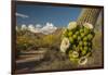 USA, Arizona, Saguaro NP. Close-up of Saguaro Cactus Blossoms-Cathy & Gordon Illg-Framed Photographic Print