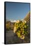 USA, Arizona, Saguaro NP. Close-up of Saguaro Cactus Blossoms-Cathy & Gordon Illg-Framed Stretched Canvas