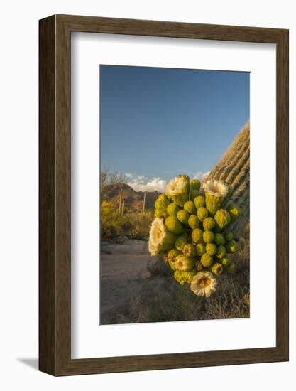 USA, Arizona, Saguaro NP. Close-up of Saguaro Cactus Blossoms-Cathy & Gordon Illg-Framed Photographic Print