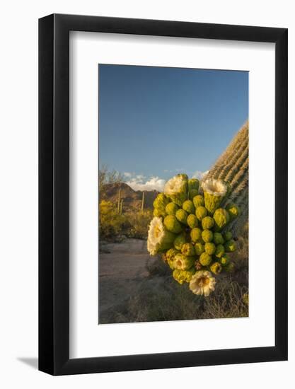 USA, Arizona, Saguaro NP. Close-up of Saguaro Cactus Blossoms-Cathy & Gordon Illg-Framed Photographic Print