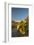 USA, Arizona, Saguaro NP. Close-up of Saguaro Cactus Blossoms-Cathy & Gordon Illg-Framed Photographic Print