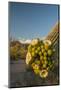 USA, Arizona, Saguaro NP. Close-up of Saguaro Cactus Blossoms-Cathy & Gordon Illg-Mounted Photographic Print