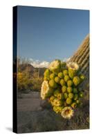 USA, Arizona, Saguaro NP. Close-up of Saguaro Cactus Blossoms-Cathy & Gordon Illg-Stretched Canvas