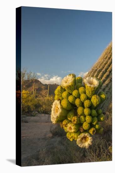 USA, Arizona, Saguaro NP. Close-up of Saguaro Cactus Blossoms-Cathy & Gordon Illg-Stretched Canvas