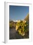 USA, Arizona, Saguaro NP. Close-up of Saguaro Cactus Blossoms-Cathy & Gordon Illg-Framed Photographic Print