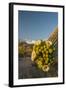 USA, Arizona, Saguaro NP. Close-up of Saguaro Cactus Blossoms-Cathy & Gordon Illg-Framed Photographic Print