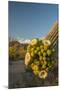 USA, Arizona, Saguaro NP. Close-up of Saguaro Cactus Blossoms-Cathy & Gordon Illg-Mounted Photographic Print