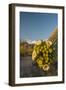 USA, Arizona, Saguaro NP. Close-up of Saguaro Cactus Blossoms-Cathy & Gordon Illg-Framed Photographic Print