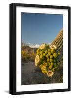 USA, Arizona, Saguaro NP. Close-up of Saguaro Cactus Blossoms-Cathy & Gordon Illg-Framed Photographic Print