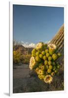 USA, Arizona, Saguaro NP. Close-up of Saguaro Cactus Blossoms-Cathy & Gordon Illg-Framed Photographic Print