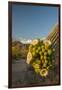 USA, Arizona, Saguaro NP. Close-up of Saguaro Cactus Blossoms-Cathy & Gordon Illg-Framed Photographic Print