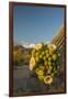 USA, Arizona, Saguaro NP. Close-up of Saguaro Cactus Blossoms-Cathy & Gordon Illg-Framed Photographic Print