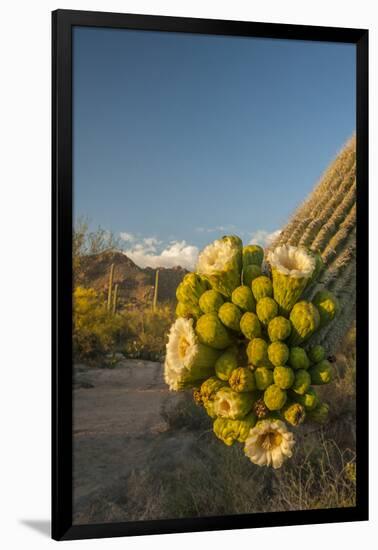 USA, Arizona, Saguaro NP. Close-up of Saguaro Cactus Blossoms-Cathy & Gordon Illg-Framed Photographic Print