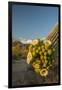 USA, Arizona, Saguaro NP. Close-up of Saguaro Cactus Blossoms-Cathy & Gordon Illg-Framed Photographic Print