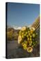 USA, Arizona, Saguaro NP. Close-up of Saguaro Cactus Blossoms-Cathy & Gordon Illg-Stretched Canvas