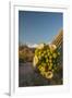 USA, Arizona, Saguaro NP. Close-up of Saguaro Cactus Blossoms-Cathy & Gordon Illg-Framed Photographic Print