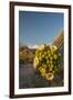 USA, Arizona, Saguaro NP. Close-up of Saguaro Cactus Blossoms-Cathy & Gordon Illg-Framed Photographic Print
