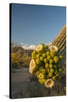 USA, Arizona, Saguaro NP. Close-up of Saguaro Cactus Blossoms-Cathy & Gordon Illg-Stretched Canvas