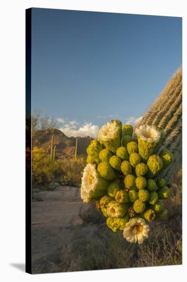 USA, Arizona, Saguaro NP. Close-up of Saguaro Cactus Blossoms-Cathy & Gordon Illg-Stretched Canvas