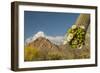 USA, Arizona, Saguaro NP. Close-up of Saguaro Cactus Blossoms-Cathy & Gordon Illg-Framed Photographic Print