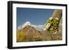 USA, Arizona, Saguaro NP. Close-up of Saguaro Cactus Blossoms-Cathy & Gordon Illg-Framed Photographic Print