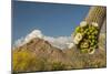USA, Arizona, Saguaro NP. Close-up of Saguaro Cactus Blossoms-Cathy & Gordon Illg-Mounted Photographic Print