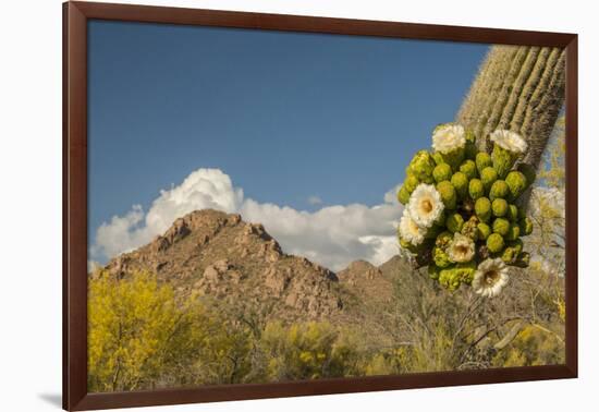 USA, Arizona, Saguaro NP. Close-up of Saguaro Cactus Blossoms-Cathy & Gordon Illg-Framed Photographic Print