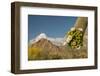 USA, Arizona, Saguaro NP. Close-up of Saguaro Cactus Blossoms-Cathy & Gordon Illg-Framed Photographic Print