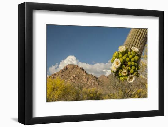 USA, Arizona, Saguaro NP. Close-up of Saguaro Cactus Blossoms-Cathy & Gordon Illg-Framed Photographic Print