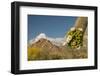 USA, Arizona, Saguaro NP. Close-up of Saguaro Cactus Blossoms-Cathy & Gordon Illg-Framed Photographic Print