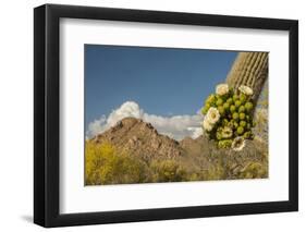 USA, Arizona, Saguaro NP. Close-up of Saguaro Cactus Blossoms-Cathy & Gordon Illg-Framed Photographic Print