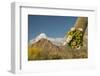 USA, Arizona, Saguaro NP. Close-up of Saguaro Cactus Blossoms-Cathy & Gordon Illg-Framed Photographic Print