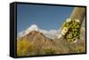 USA, Arizona, Saguaro NP. Close-up of Saguaro Cactus Blossoms-Cathy & Gordon Illg-Framed Stretched Canvas