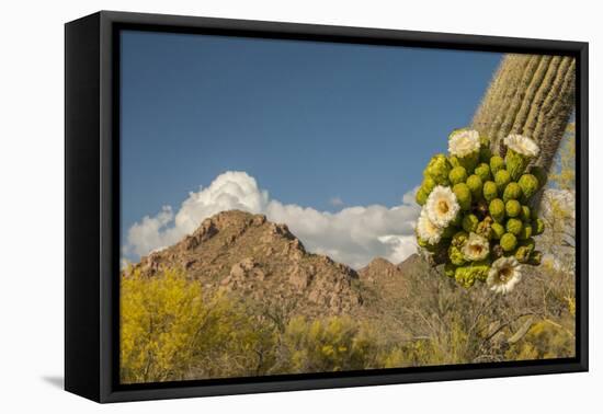 USA, Arizona, Saguaro NP. Close-up of Saguaro Cactus Blossoms-Cathy & Gordon Illg-Framed Stretched Canvas