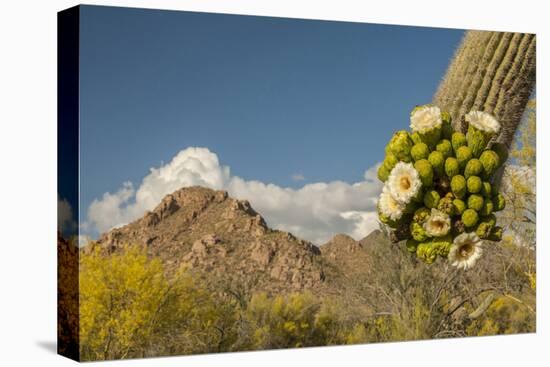 USA, Arizona, Saguaro NP. Close-up of Saguaro Cactus Blossoms-Cathy & Gordon Illg-Stretched Canvas