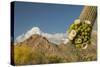 USA, Arizona, Saguaro NP. Close-up of Saguaro Cactus Blossoms-Cathy & Gordon Illg-Stretched Canvas