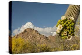 USA, Arizona, Saguaro NP. Close-up of Saguaro Cactus Blossoms-Cathy & Gordon Illg-Stretched Canvas