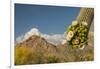 USA, Arizona, Saguaro NP. Close-up of Saguaro Cactus Blossoms-Cathy & Gordon Illg-Framed Premium Photographic Print