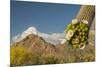 USA, Arizona, Saguaro NP. Close-up of Saguaro Cactus Blossoms-Cathy & Gordon Illg-Mounted Premium Photographic Print