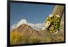 USA, Arizona, Saguaro NP. Close-up of Saguaro Cactus Blossoms-Cathy & Gordon Illg-Framed Premium Photographic Print