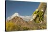 USA, Arizona, Saguaro NP. Close-up of Saguaro Cactus Blossoms-Cathy & Gordon Illg-Stretched Canvas